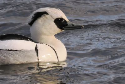 Smew, Broadwood Loch, Cumbernauld