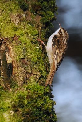 Treecreeper, Cardowan Moss, Glasgow