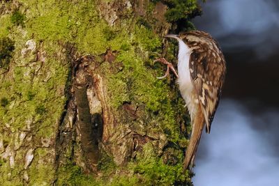 Treecreeper, Cardowan Moss, Glasgow