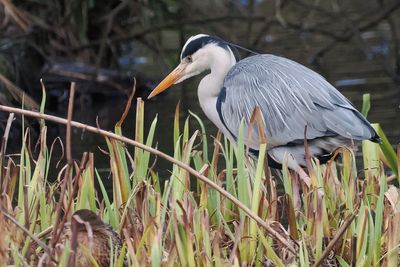 Grey Heron, Maxwell Park pond, Glasgow