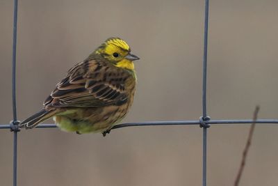 Yellowhammer, St Monans, Fife