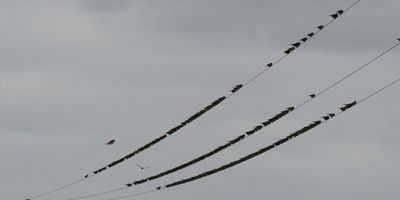 Corn Buntings, St Monans, Fife
