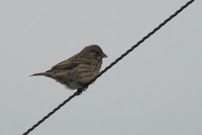 Corn Bunting, St Monans, Fife