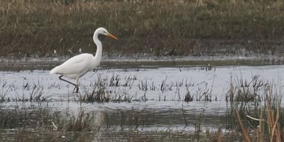 Great White Egret, Wards Pond, RSPB Loch Lomond