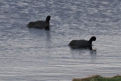 American Coot, Loch of Spiggie