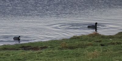 American Coot, Loch of Spiggie