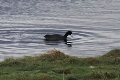 American Coot, Loch of Spiggie