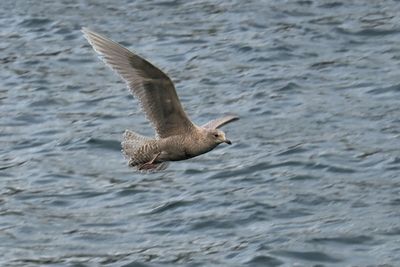 Iceland Gull, Lerwick harbour