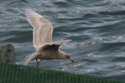 Iceland Gull, Lerwick harbour