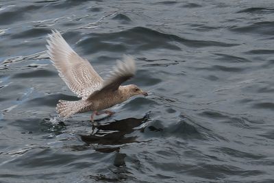 Iceland Gull, Lerwick harbour