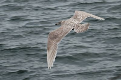 Iceland Gull, Lerwick harbour