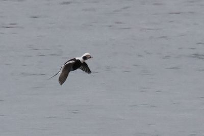 Long-taile Duck, St Ninians Isle