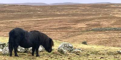 Shetland pony