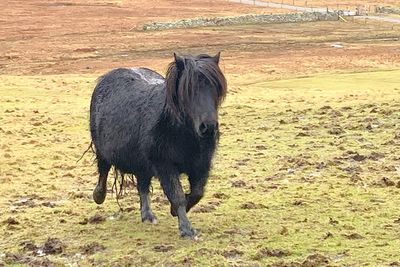 Shetland pony