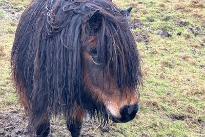 Shetland pony