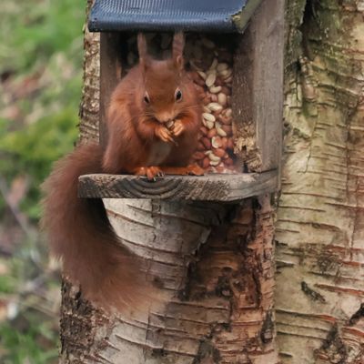 Red Squirrel, RSPB Loch Lomond
