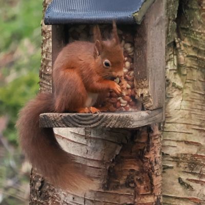 Red Squirrel, RSPB Loch Lomond