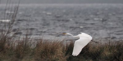 Great White Egret, Ring Point, RSPB Loch Lomond
