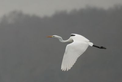 Great White Egret, Ring Point, RSPB Loch Lomond