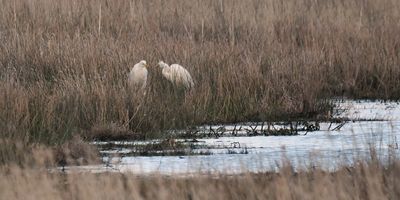 Great White Egret, Aber Bog, RSPB Loch Lomond