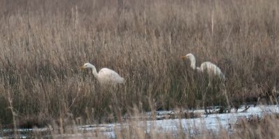 Great White Egret, Aber Bog, RSPB Loch Lomond
