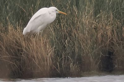 Great White Egret, Crom Mhin Bay, Loch Lomond NNR