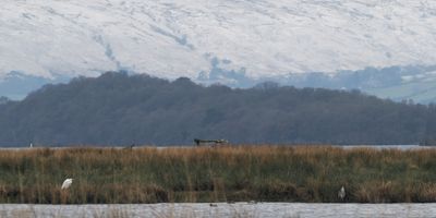 Great White Egret, Crom Mhin Bay, Loch Lomond NNR