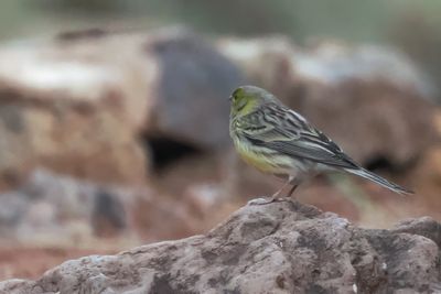 Atlantic Canary