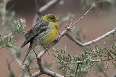 Atlantic Canary