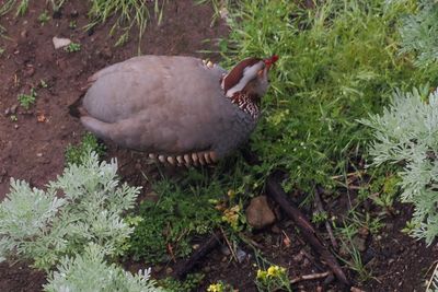 Barbary Partridge