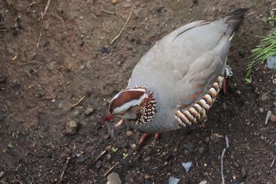 Barbary Partridge