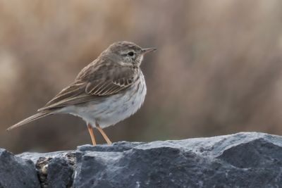 Berthelot's Pipit