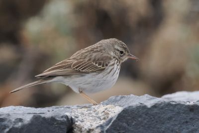 Berthelot's Pipit