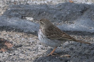 Berthelot's Pipit