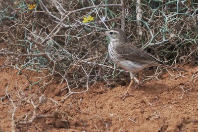 Berthelot's Pipit