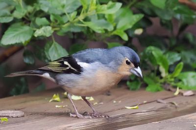Canary Islands Chaffinch (male)