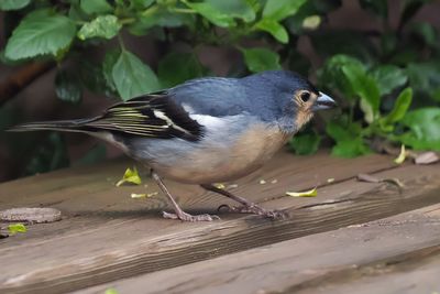 Canary Islands Chaffinch (male)