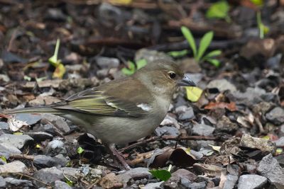 Canary Islands Chaffinch (female)