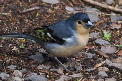 Canary Islands Chaffinch (male)