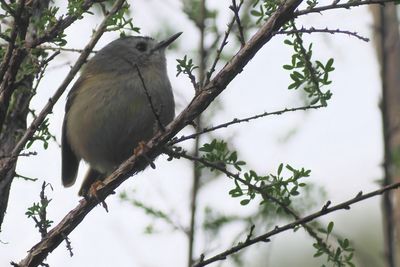 Canary  Islands Goldcrest