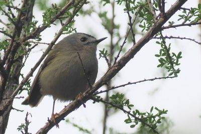 Canary  Islands Goldcrest