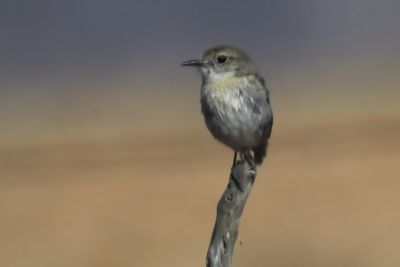 Canary Islands Stonechat (female)
