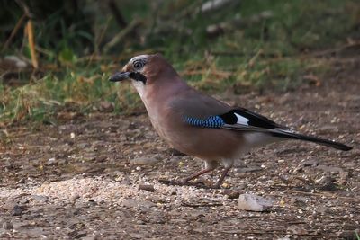 Jay, RSPB Baron's Haugh
