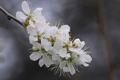 Blackthorn blossom, RSPB Baron's Haugh