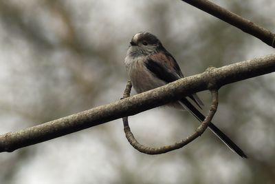 Long-tailed Tit, RSPB Baron's Haugh