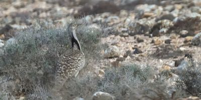 Houbara Bustard
