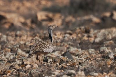 Houbara Bustard