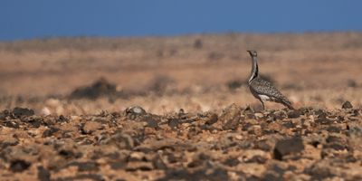 Houbara Bustard