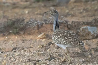 Houbara Bustard