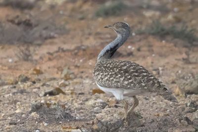 Houbara Bustard